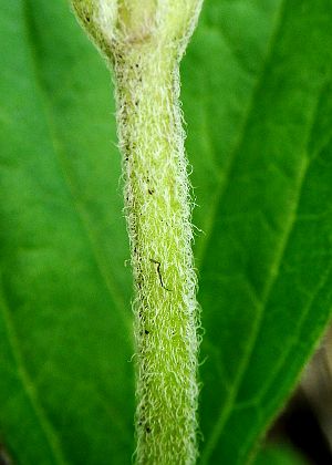 茎