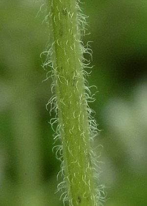 茎