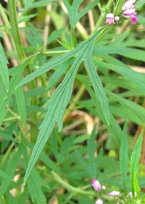 茎葉