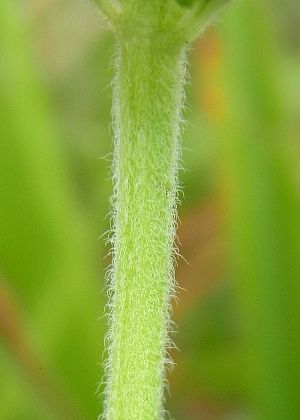 茎