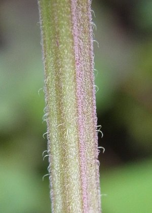 茎