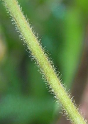 茎