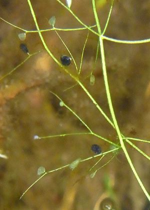 虫を取り込んだ捕虫嚢