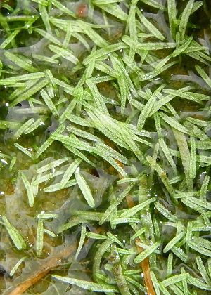 気中葉