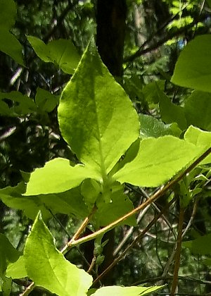 葉