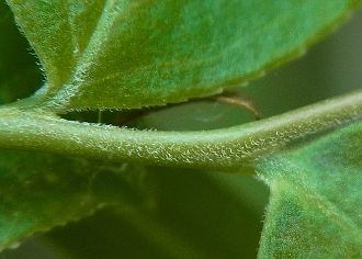 葉(裏面下部)・葉柄・茎