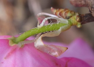 花柄