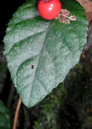 葉