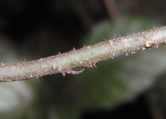 茎