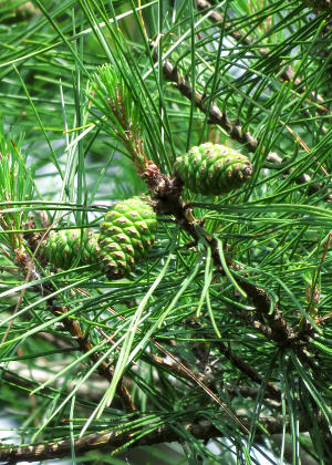 �ʎ�(����)�P