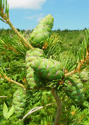 �ʎ�(����)