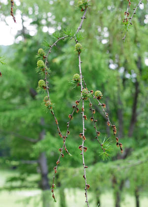 �Y�ԁE����