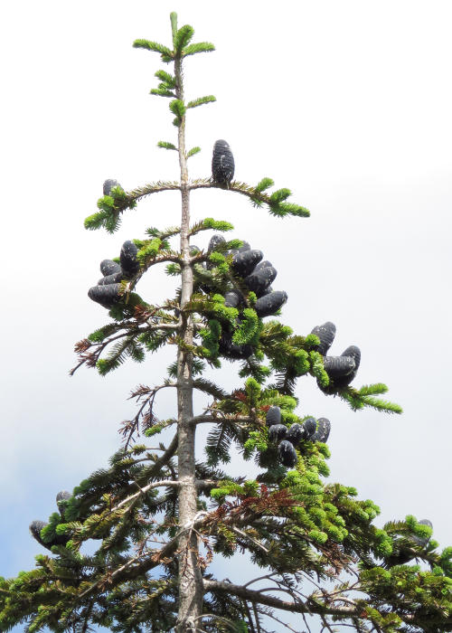 �I�I�V���r�\