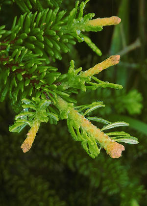 ����(�Ԍ�)