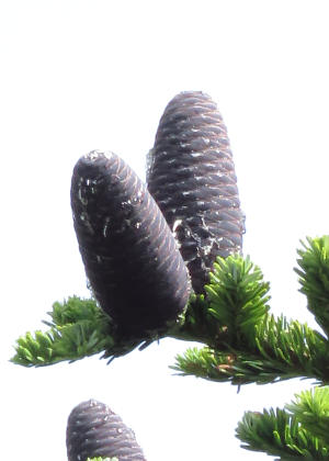 �ʎ�(����)