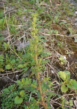 SEVEA^\E