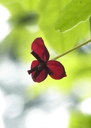 Y