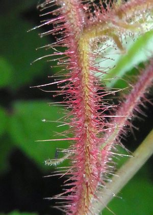 茎