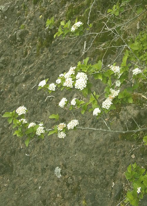 イブキシモツケ1