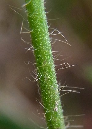 茎