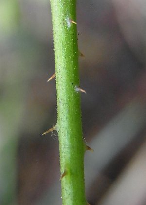 茎