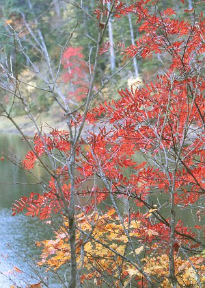 紅葉