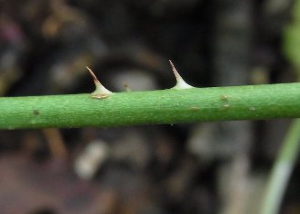 茎2