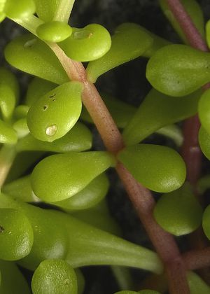 茎