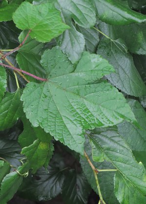 茎