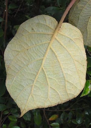 葉(裏面)
