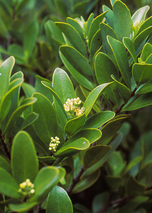 ムニンビャクダン1