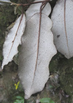 葉(裏)
