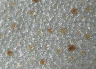 葉裏鱗片
