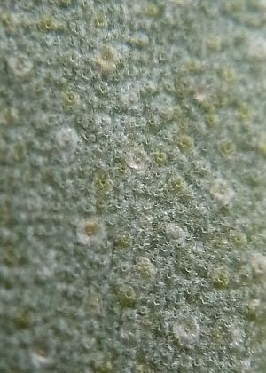 葉裏鱗片1