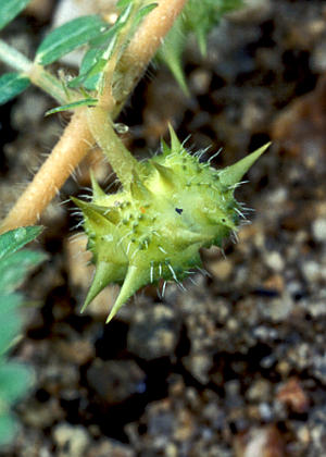 �ʎ�(����)