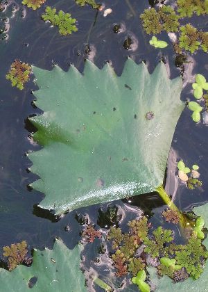 葉(浮葉)