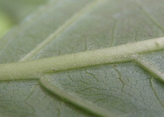 葉(裏)