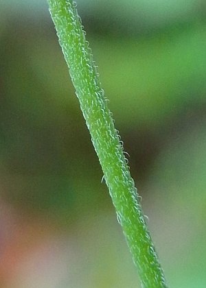 茎