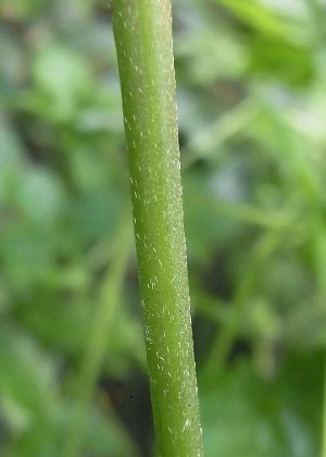 茎