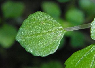 葉