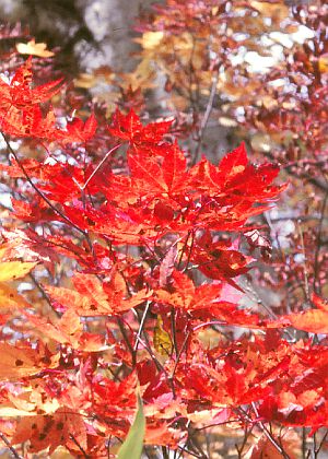 紅葉
