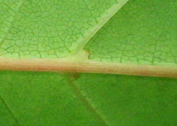 葉裏葉腋の膜