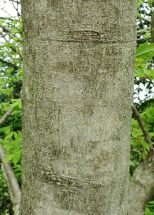 葉(表)