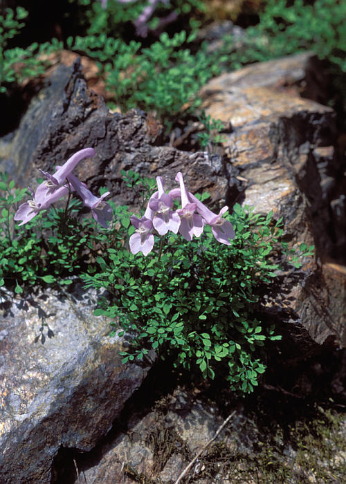 キンキエンゴサク1