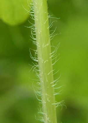 茎