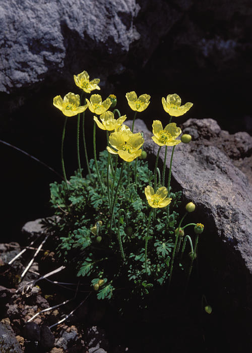 リシリヒナゲシ1