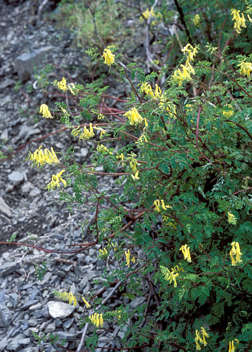 ツクシキケマン1