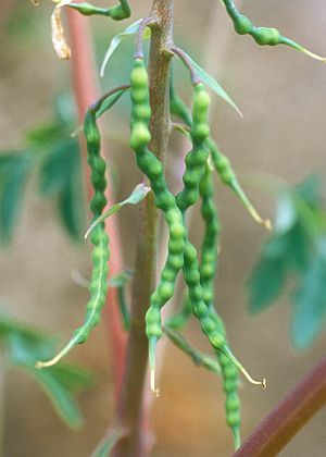 �ʎ�(����)�P