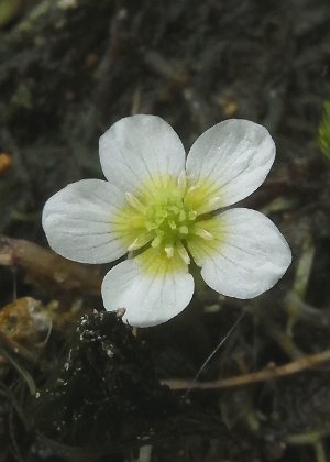 花2