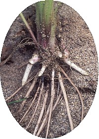 Abv